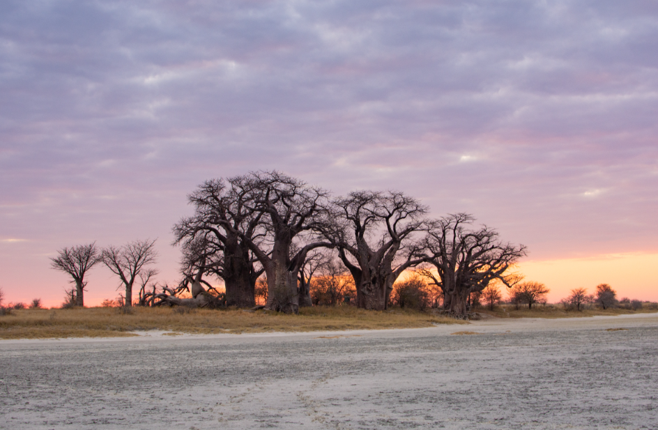 Baobab Trees at Baines Baobabs, Nxai Pan National Park, Botswana